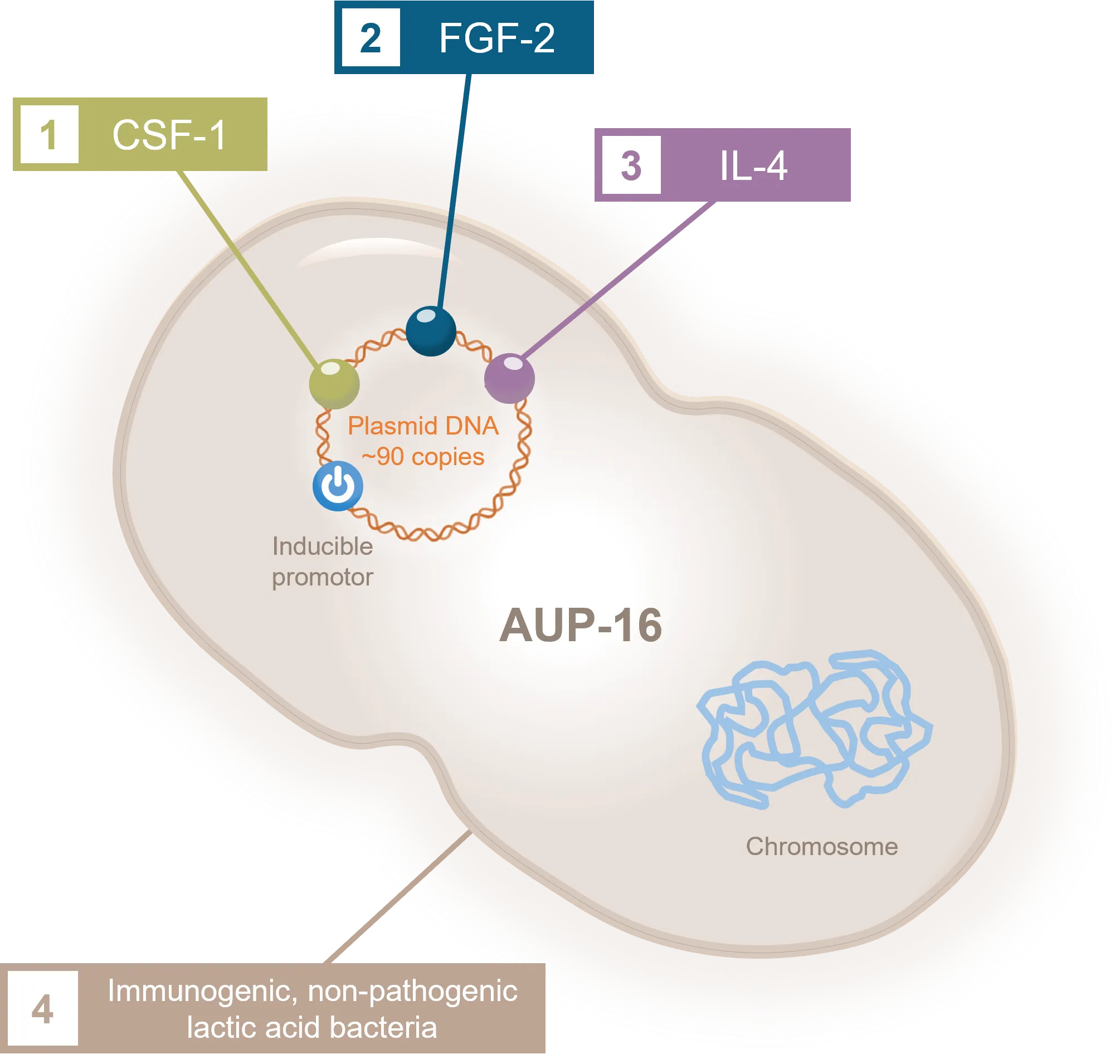 Illustration of Aurealis Therapeutics AUP-16 indication