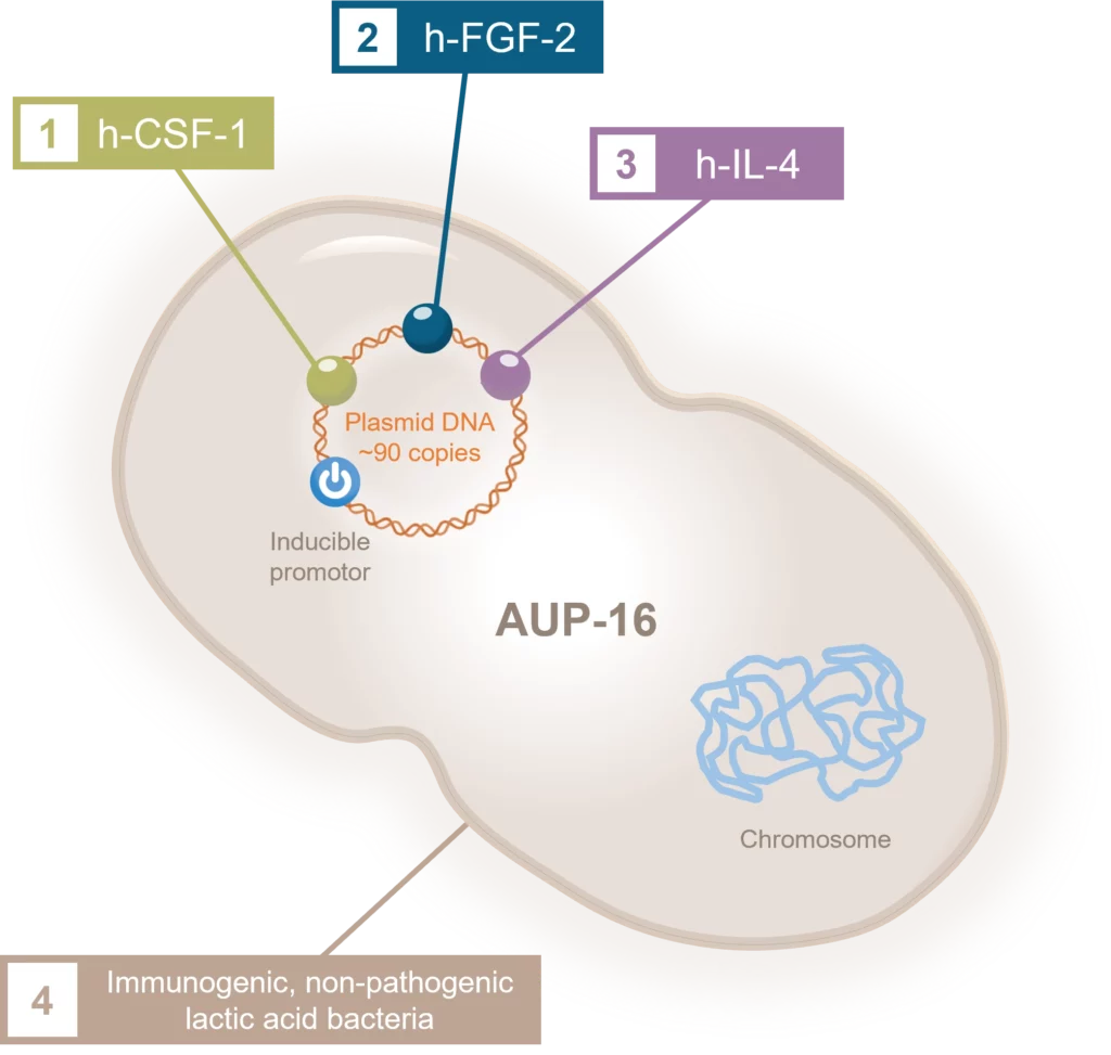 Illustration of Aurealis Therapeutics AUP-16 indication