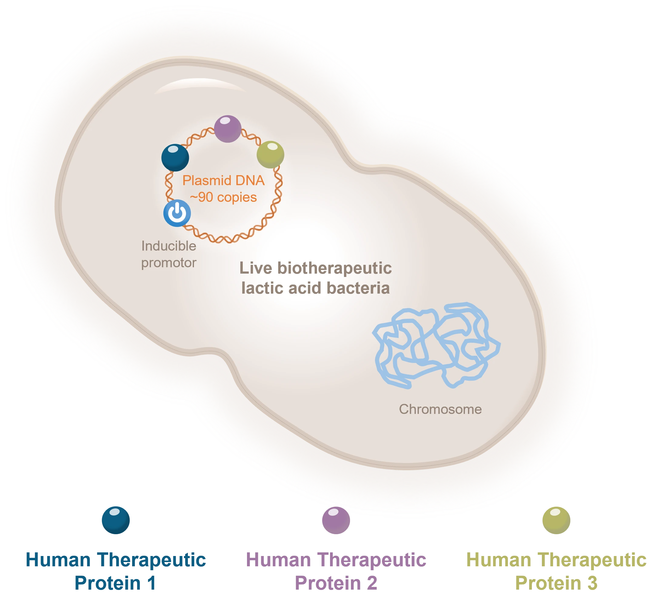 Illustration of the Aurealis Therapeutics Technology Platform