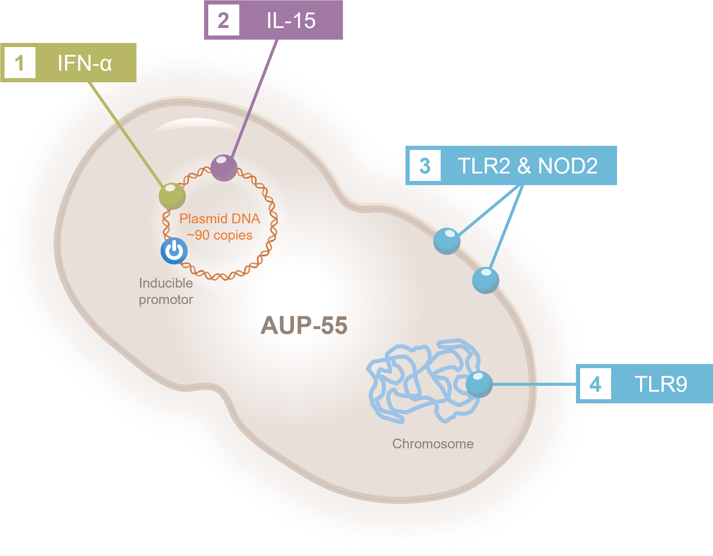 Illustration of Aurealis Therapeutics AUP-55 indication